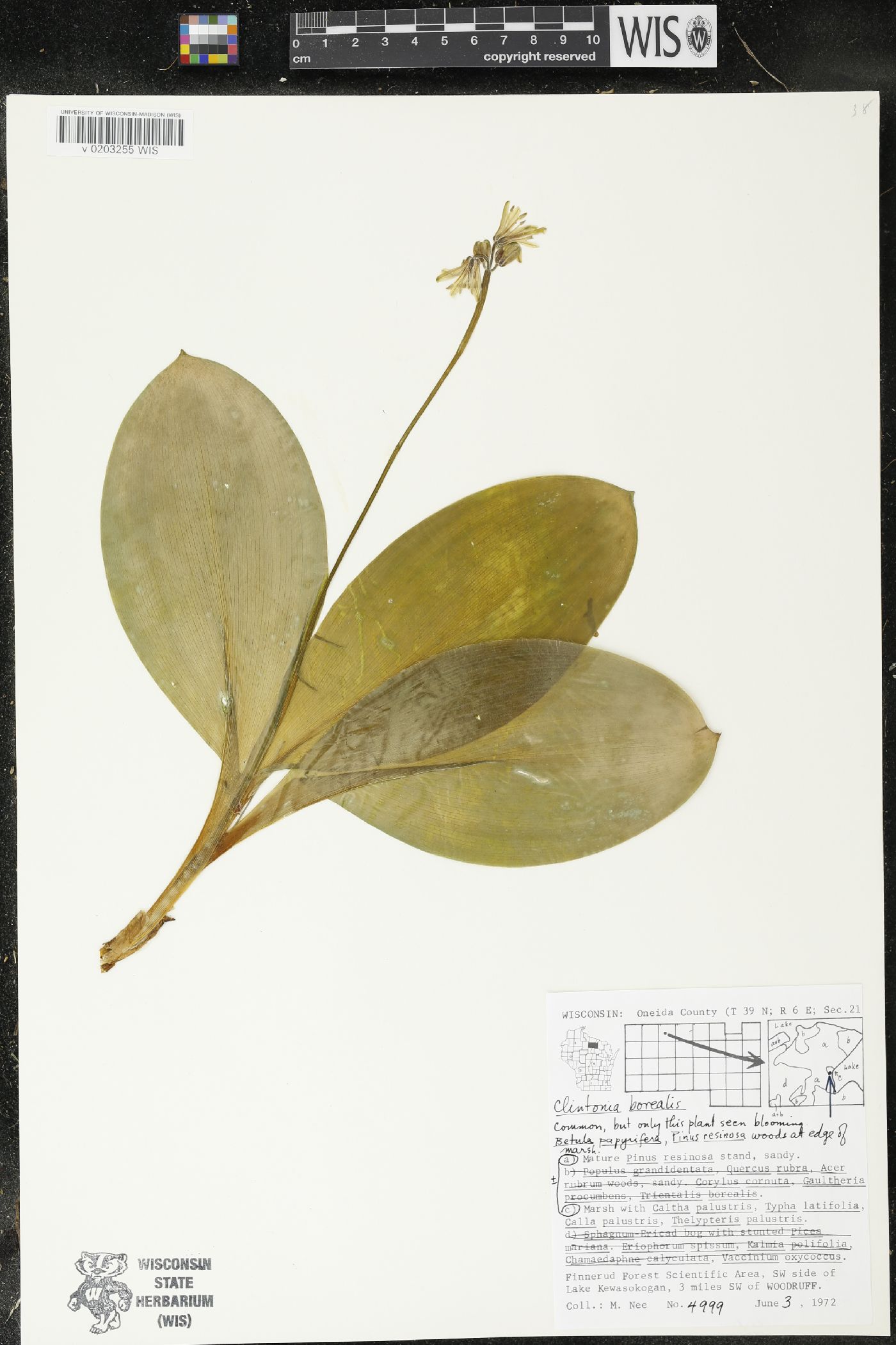 Clintonia borealis image