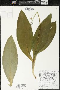 Clintonia borealis image