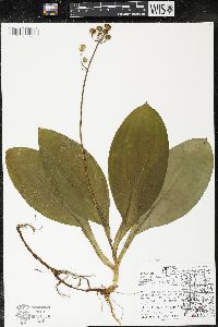 Clintonia borealis image
