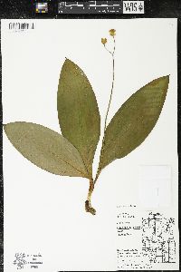 Clintonia borealis image