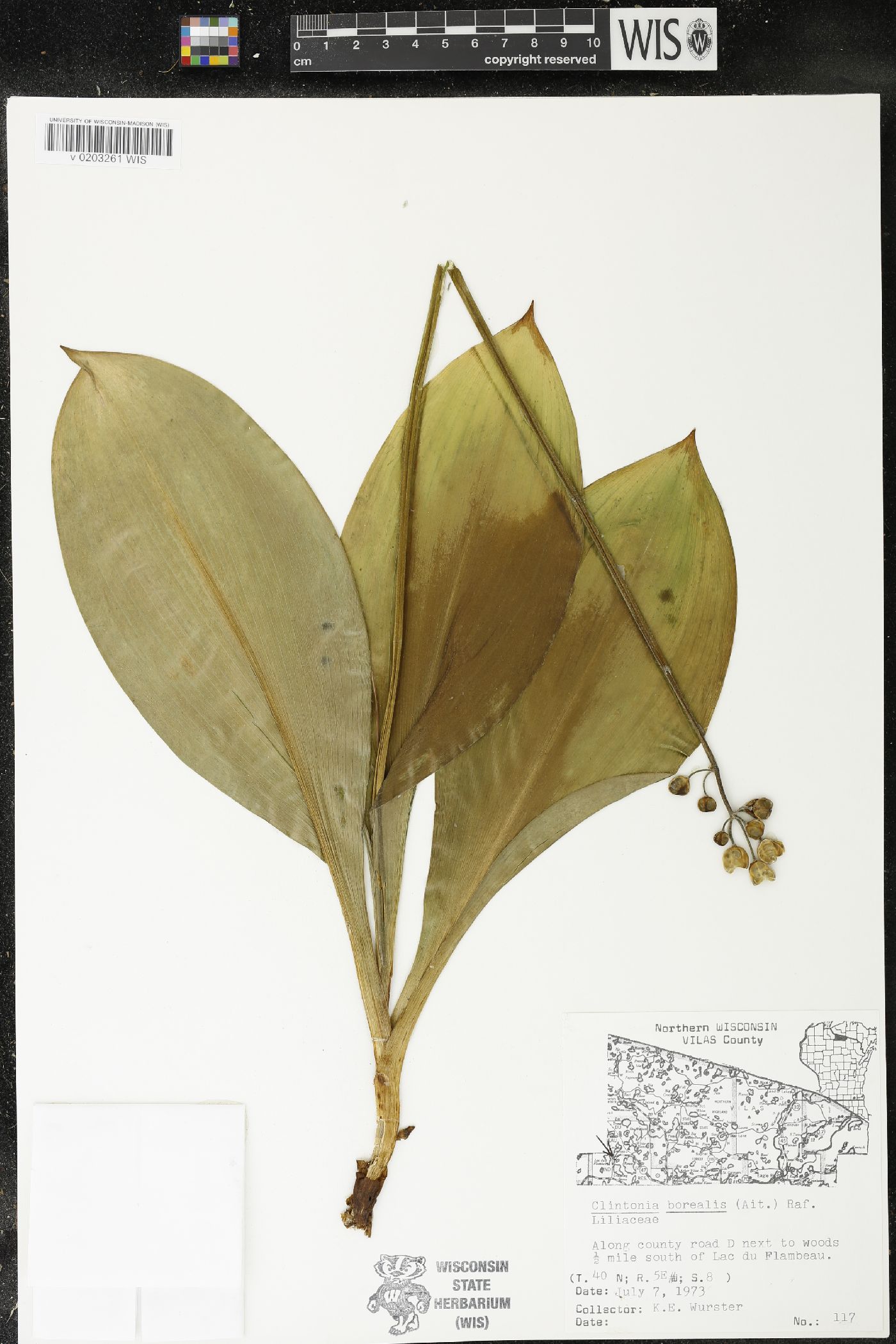 Clintonia borealis image