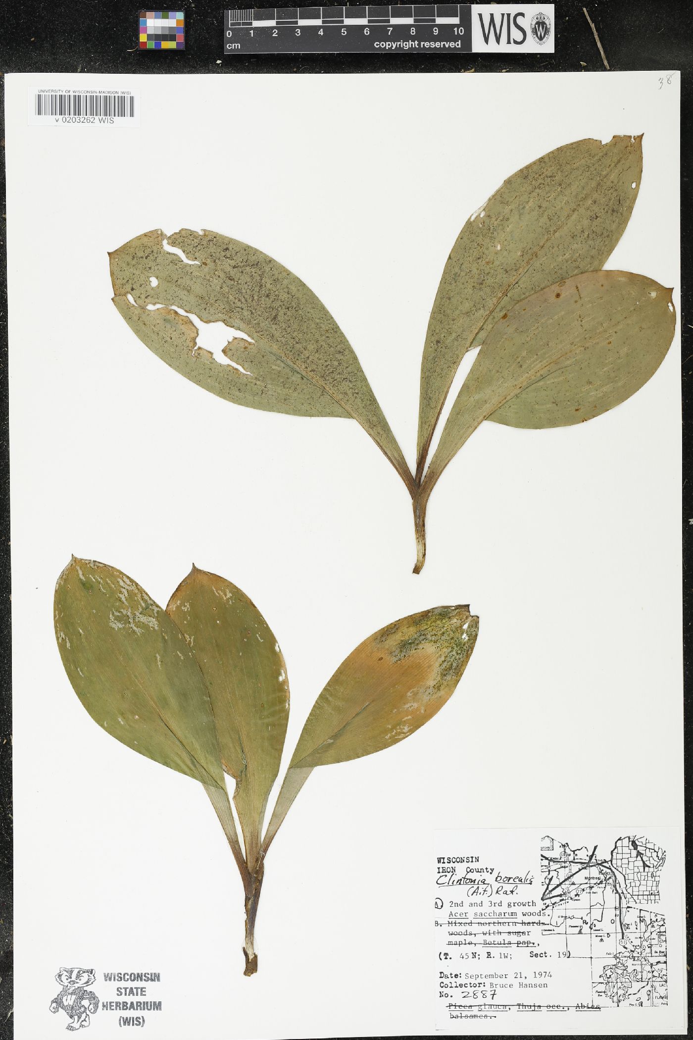 Clintonia borealis image
