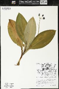 Clintonia borealis image