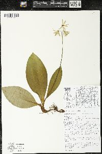 Clintonia borealis image