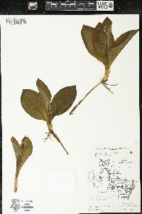 Clintonia borealis image