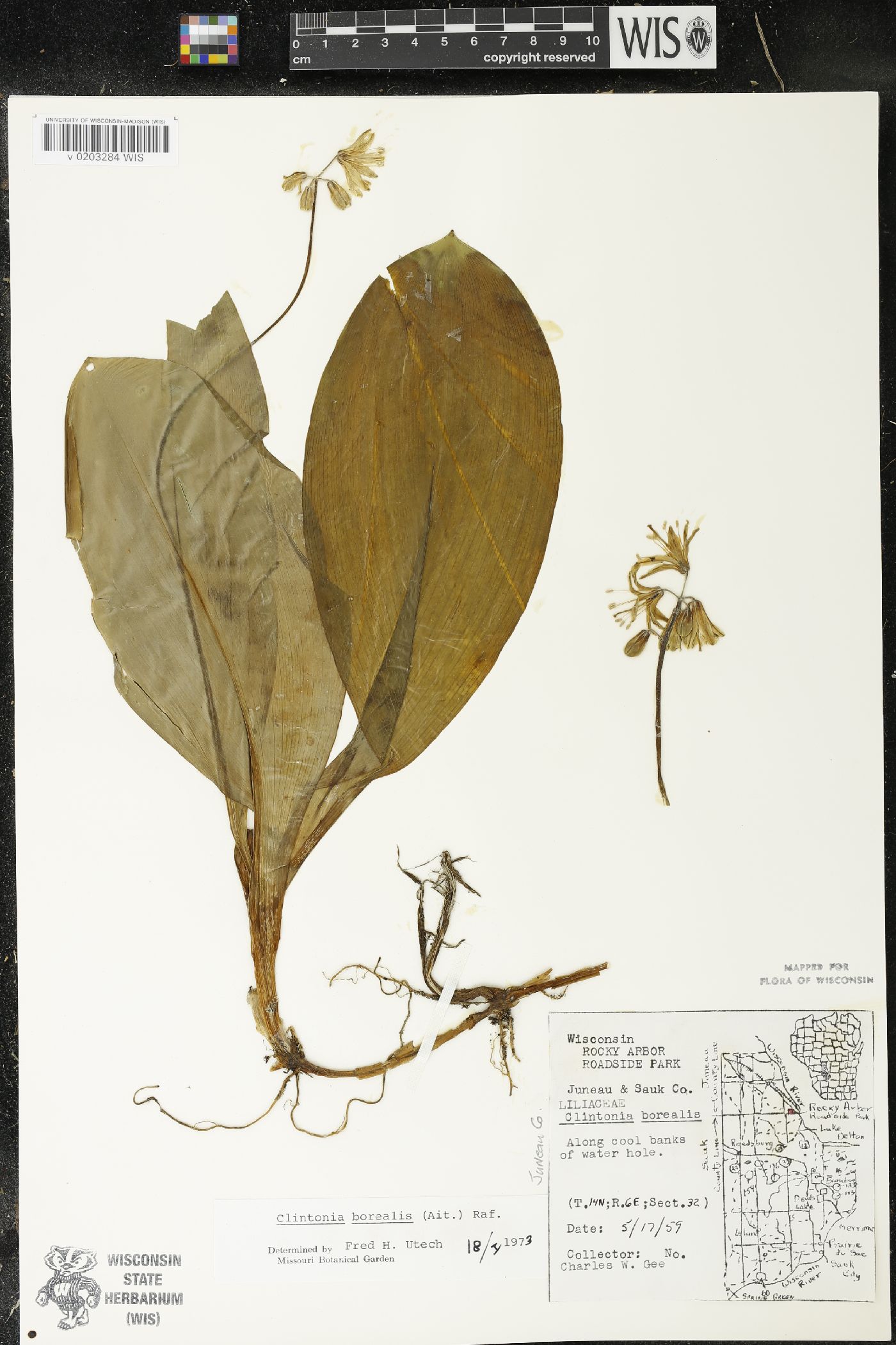 Clintonia borealis image