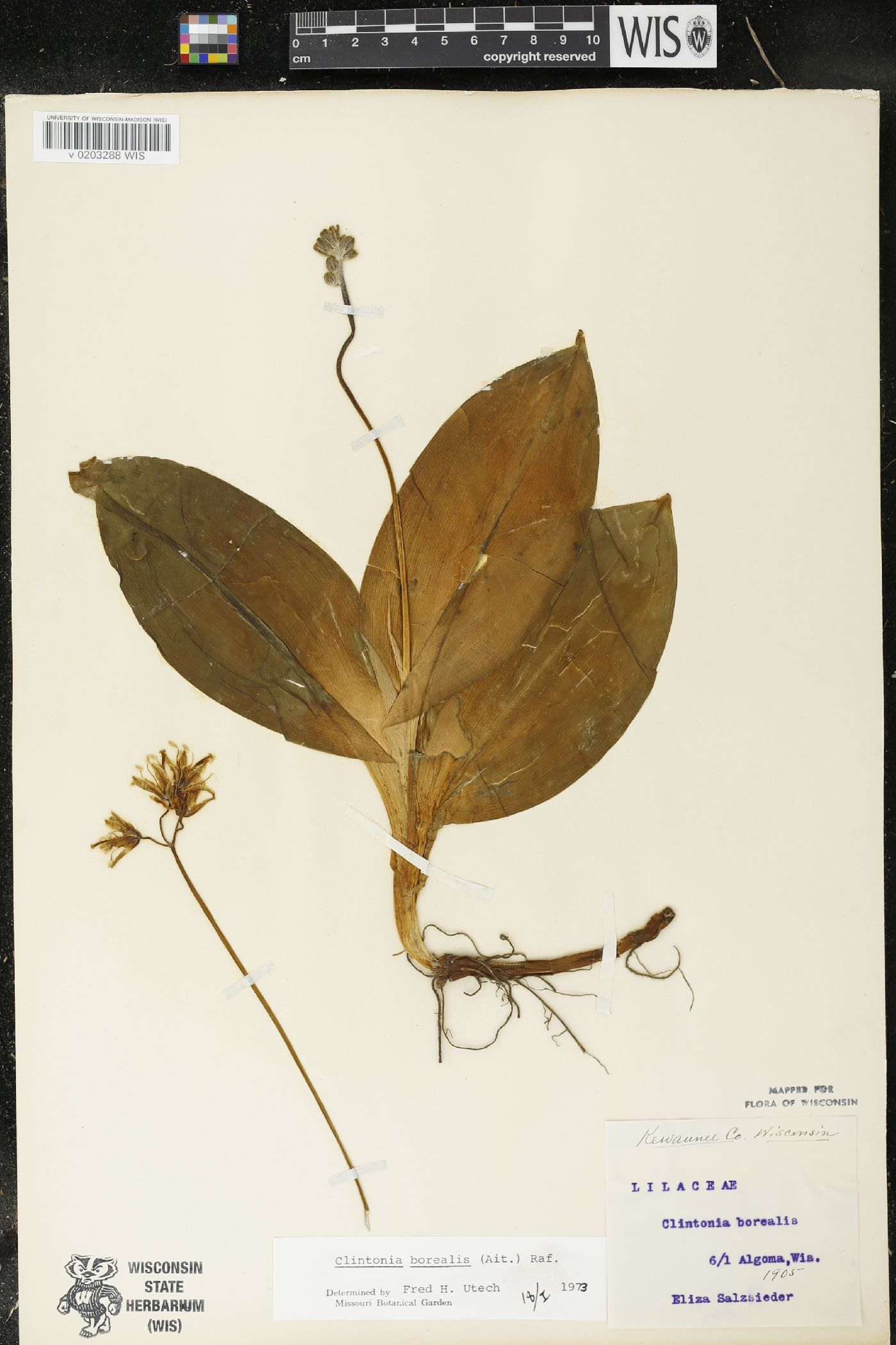 Clintonia borealis image