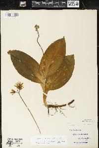 Clintonia borealis image