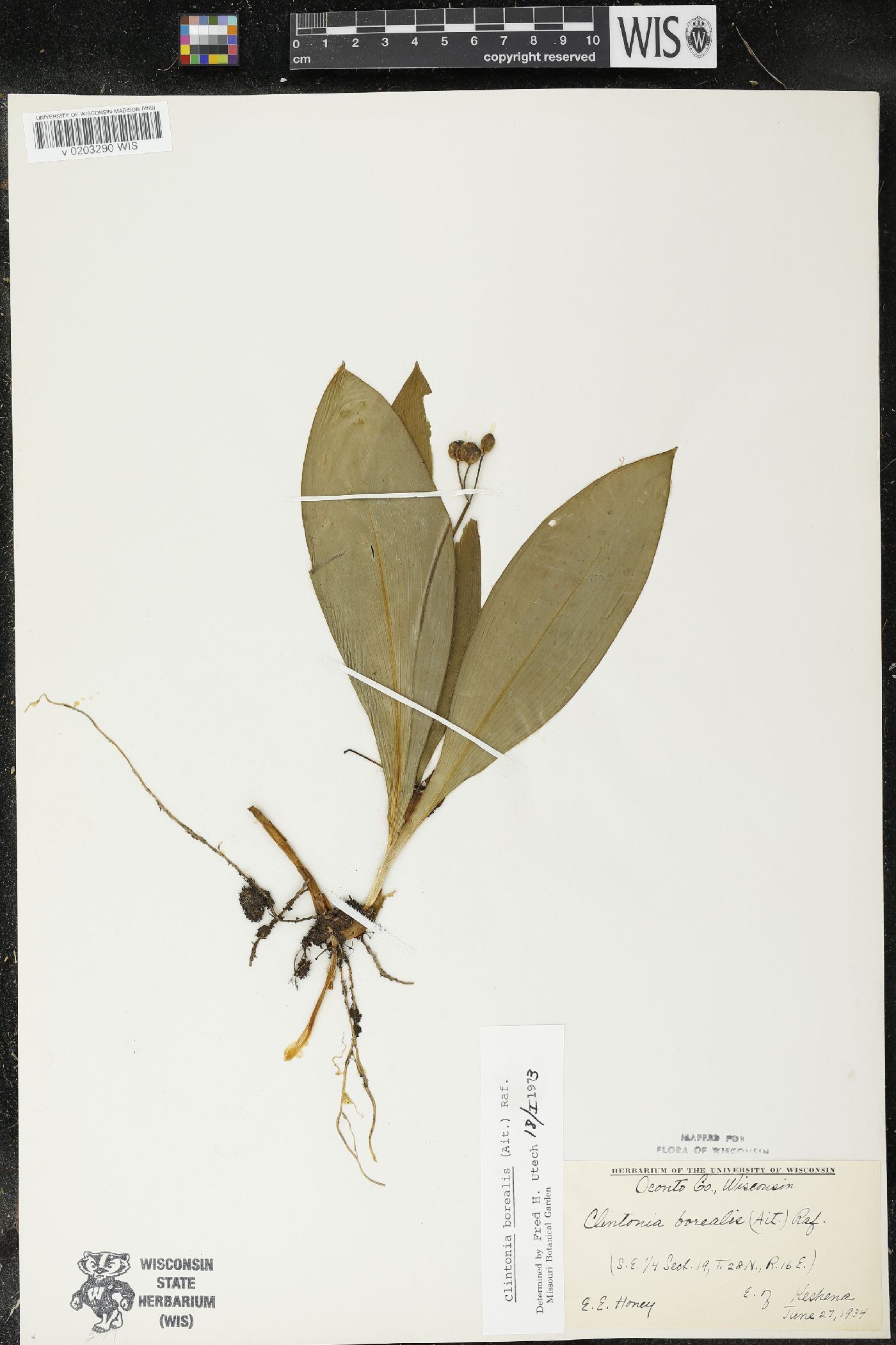 Clintonia borealis image