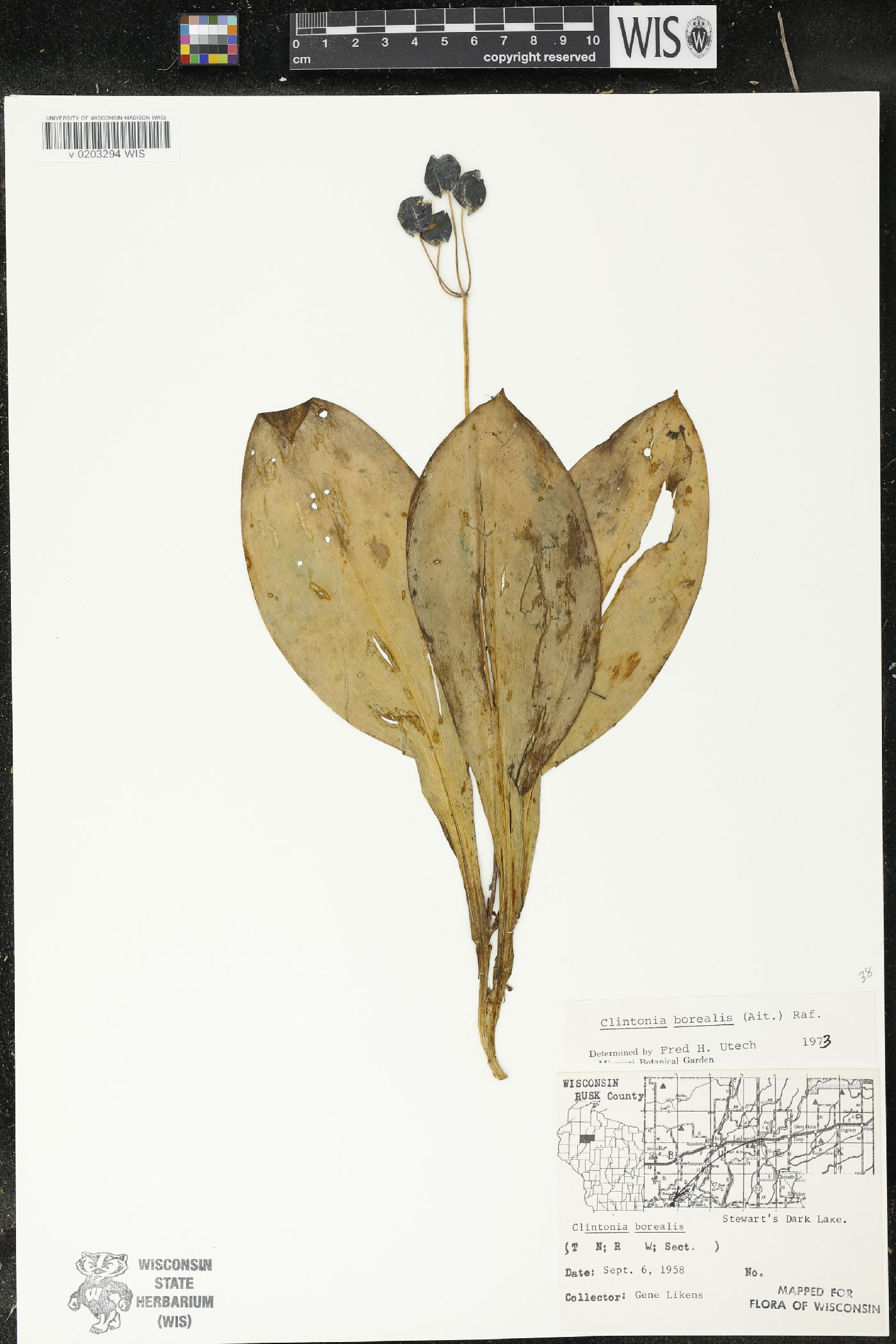 Clintonia borealis image
