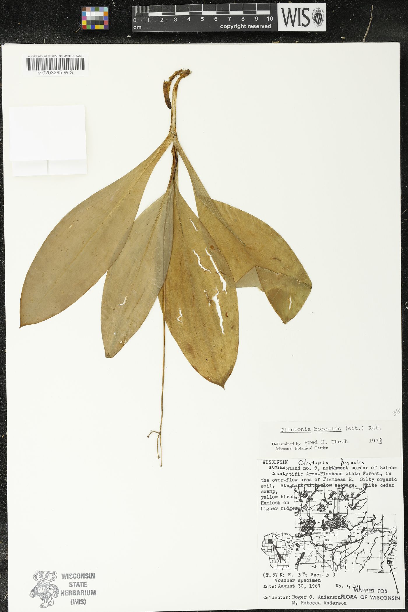 Clintonia borealis image