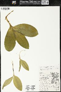 Clintonia borealis image