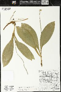 Clintonia borealis image