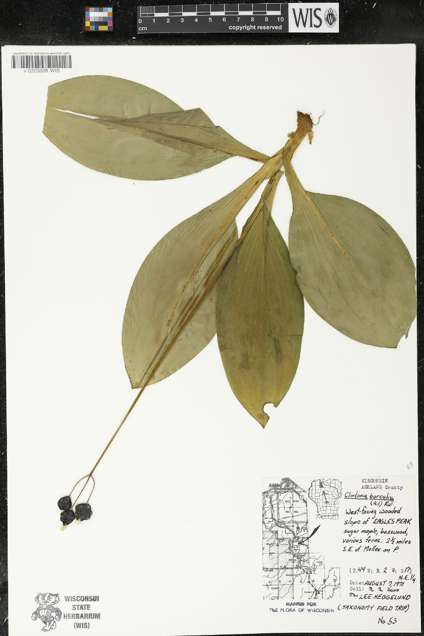 Clintonia borealis image