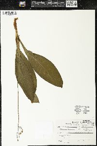 Clintonia borealis image