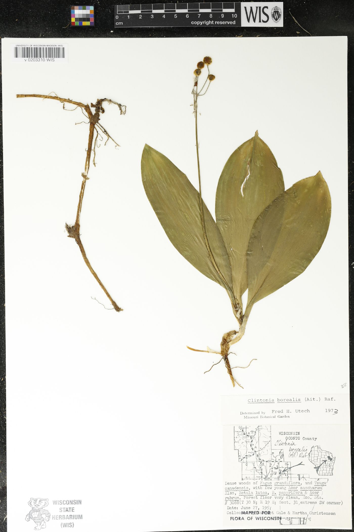 Clintonia borealis image
