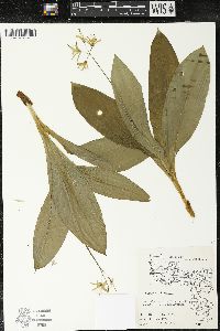 Clintonia borealis image