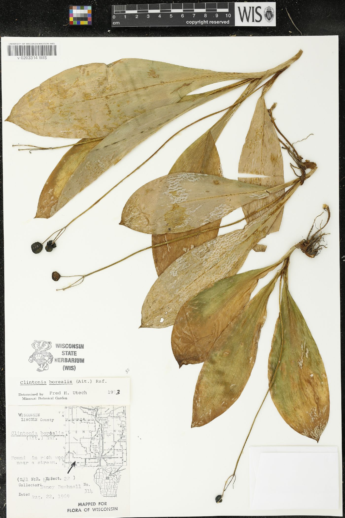 Clintonia borealis image