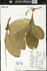 Clintonia borealis image