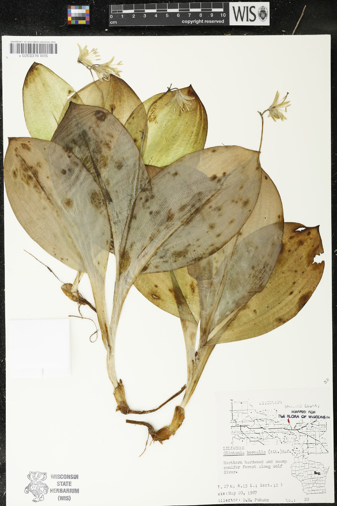 Clintonia borealis image