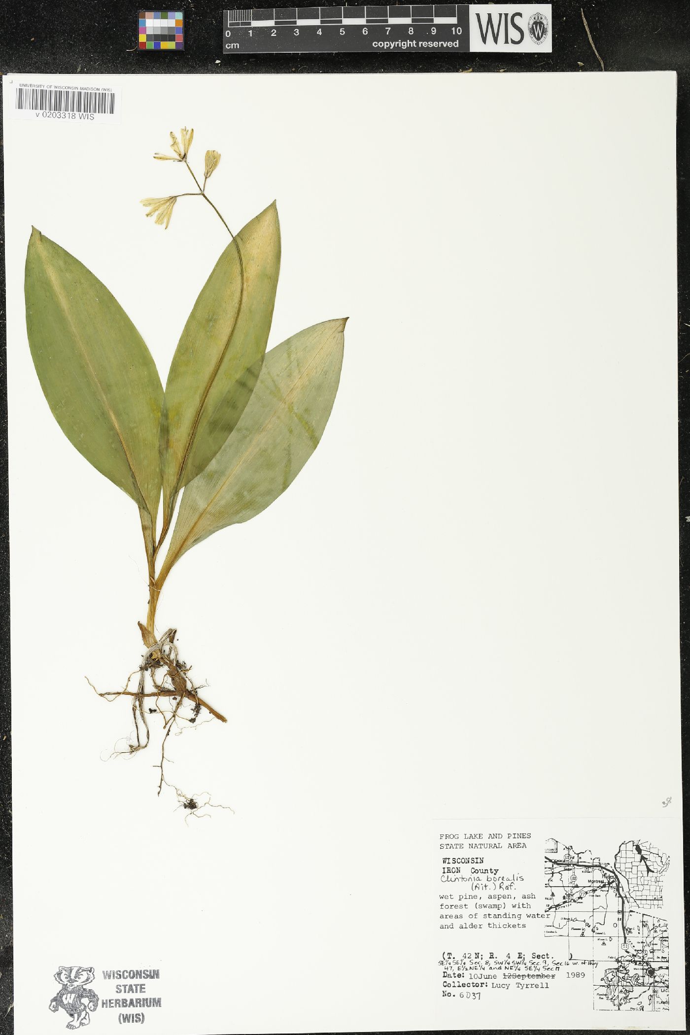 Clintonia borealis image