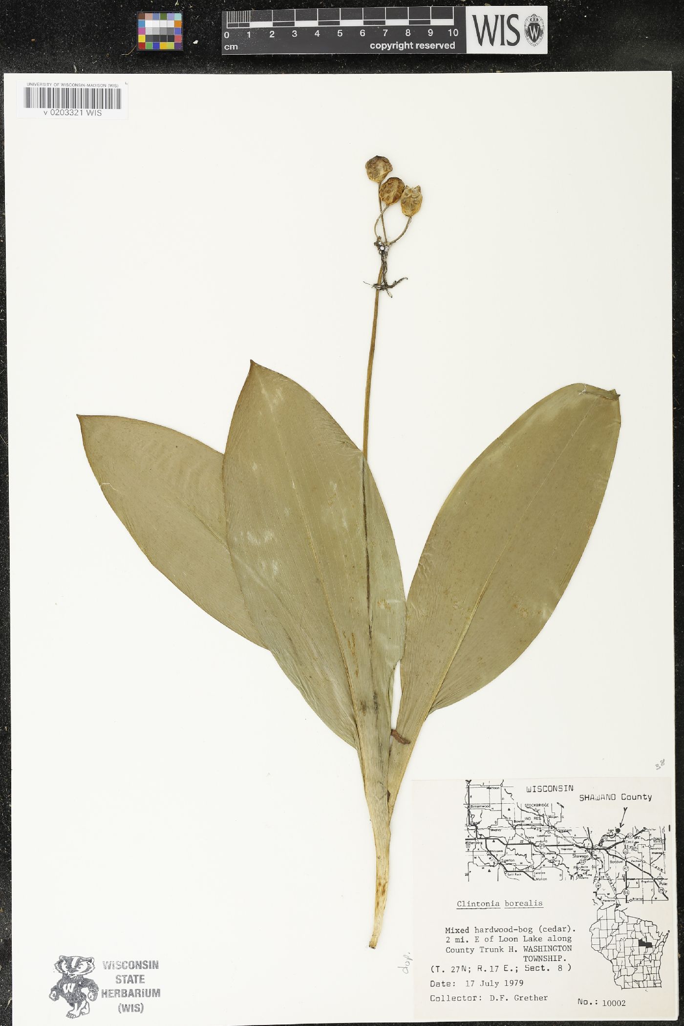 Clintonia borealis image