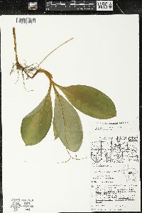 Clintonia borealis image
