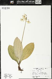 Clintonia borealis image