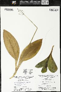 Clintonia borealis image