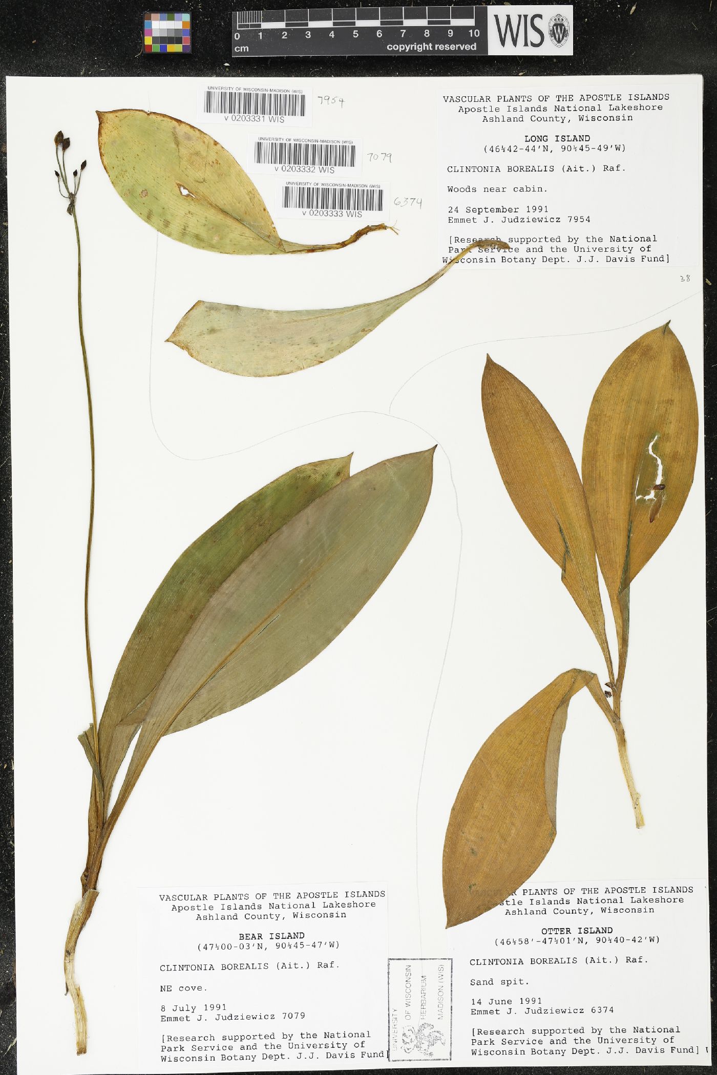 Clintonia borealis image