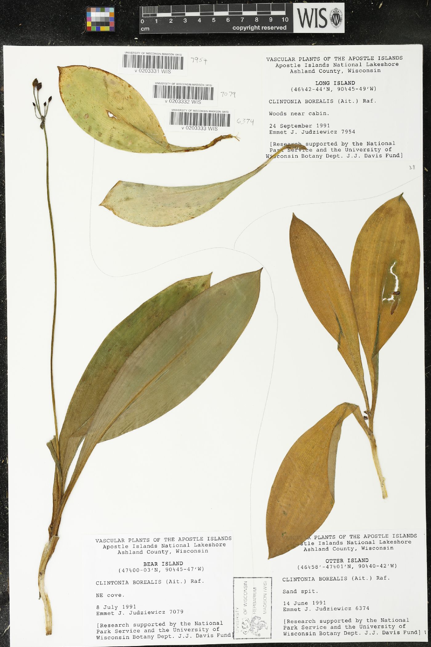 Clintonia borealis image