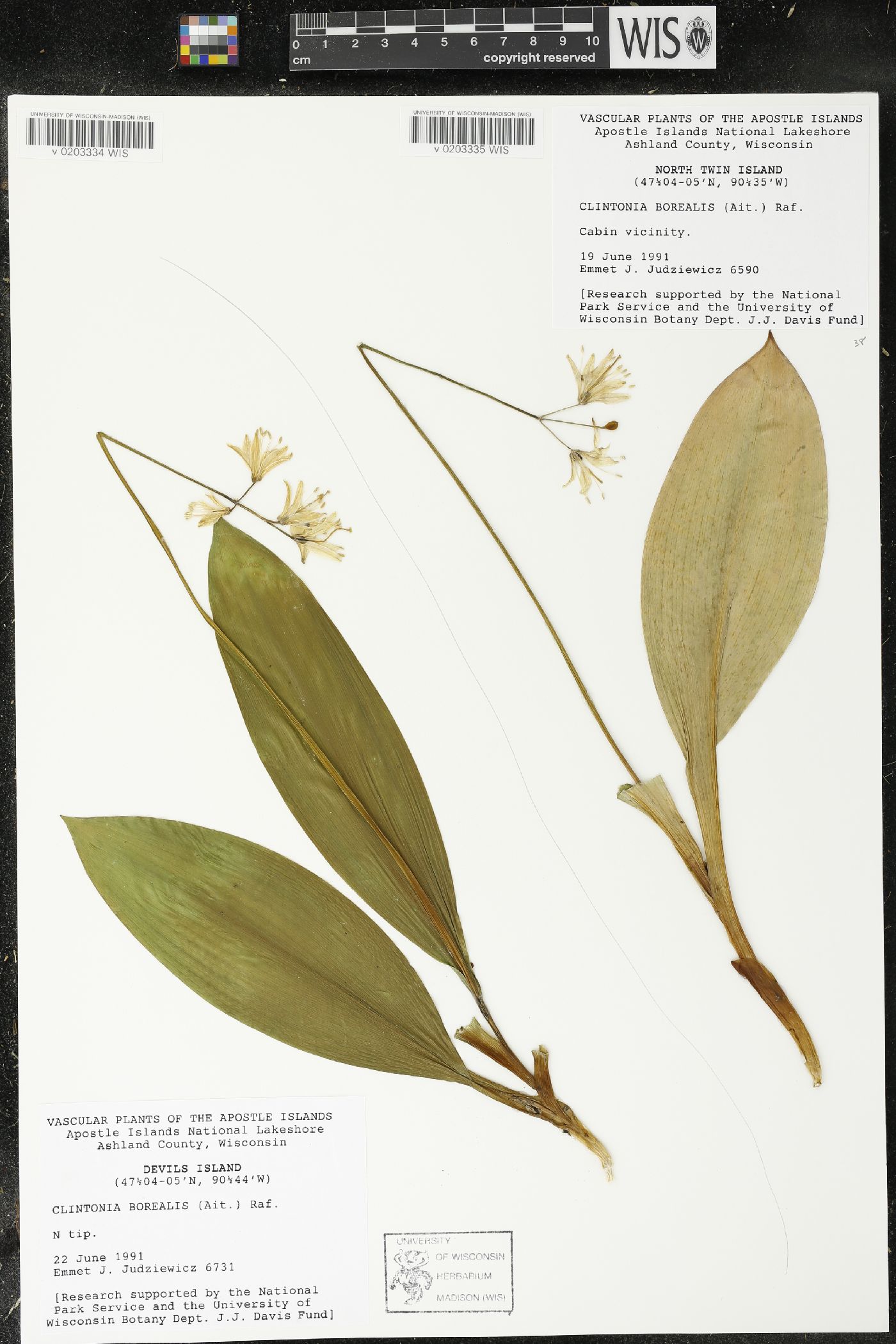 Clintonia borealis image