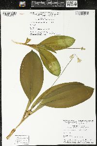 Clintonia borealis image