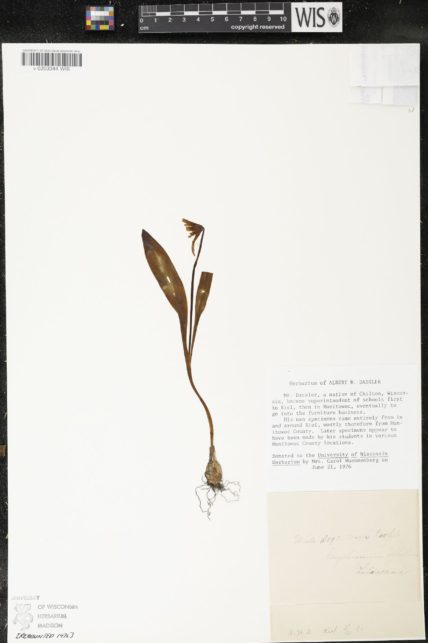 Erythronium americanum image