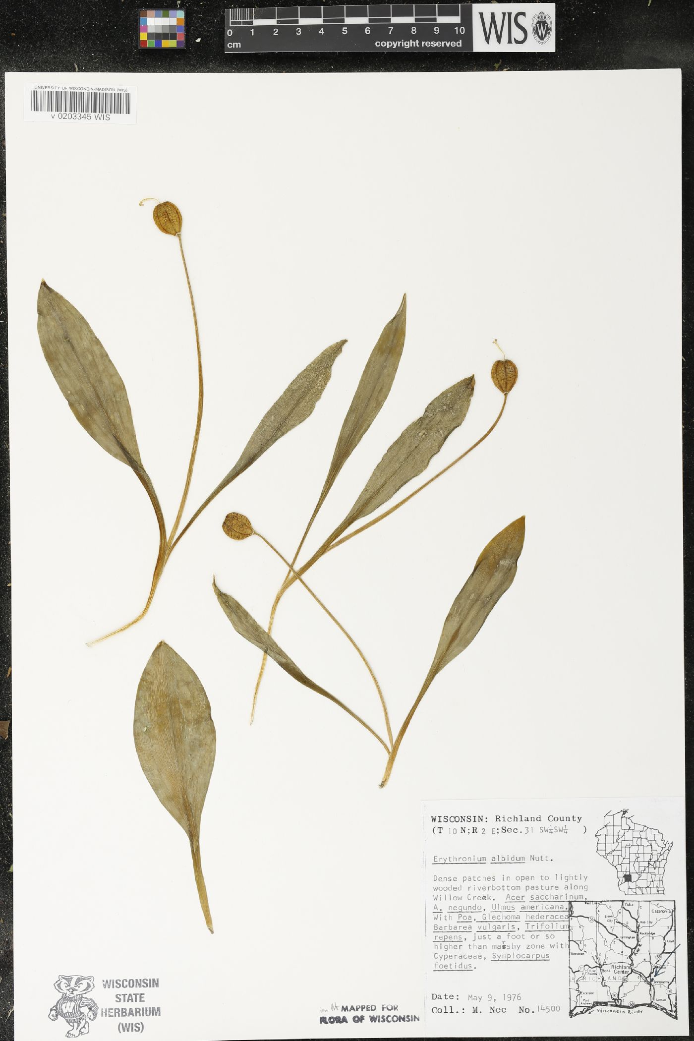 Erythronium albidum image