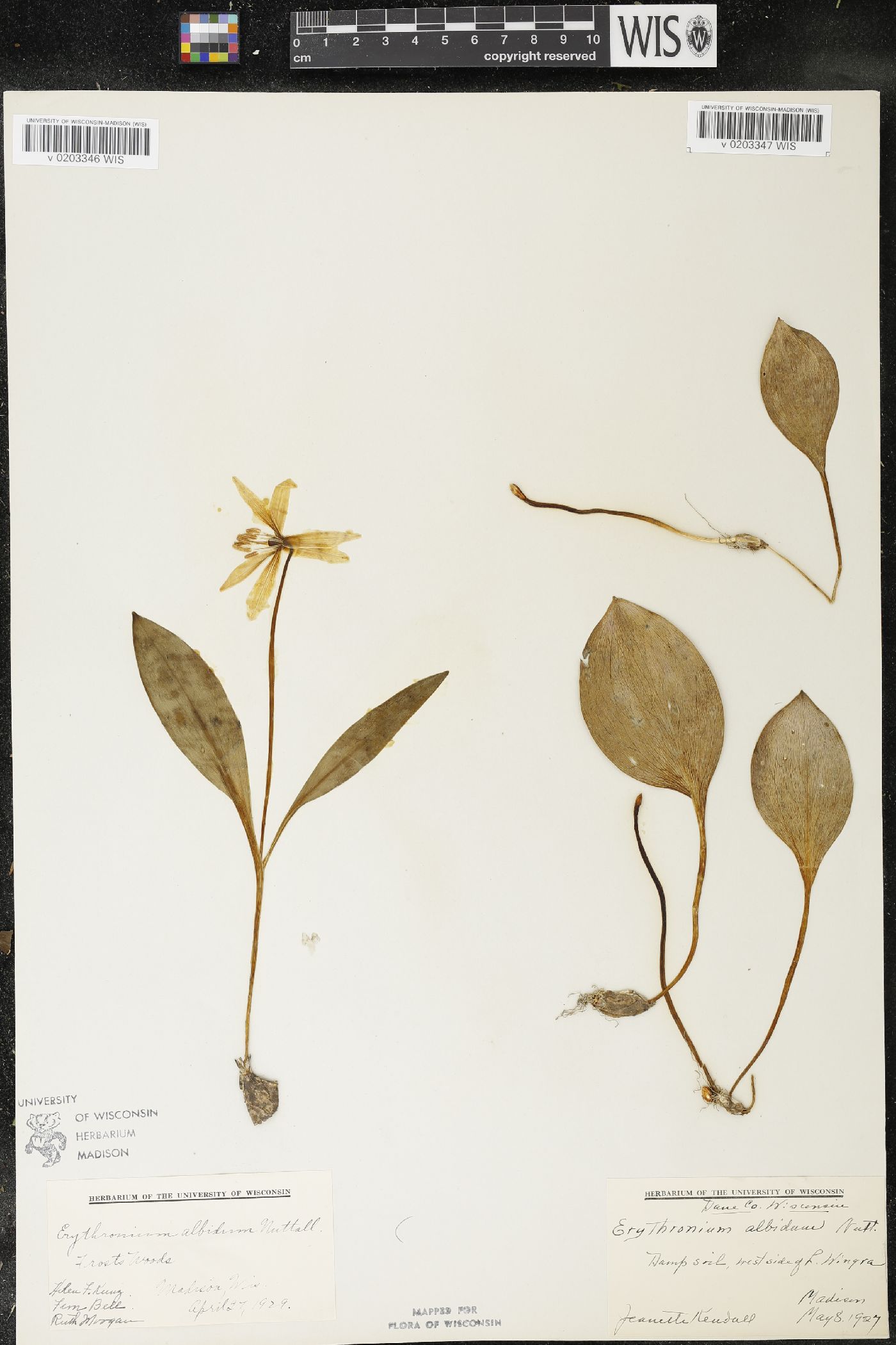 Erythronium albidum image