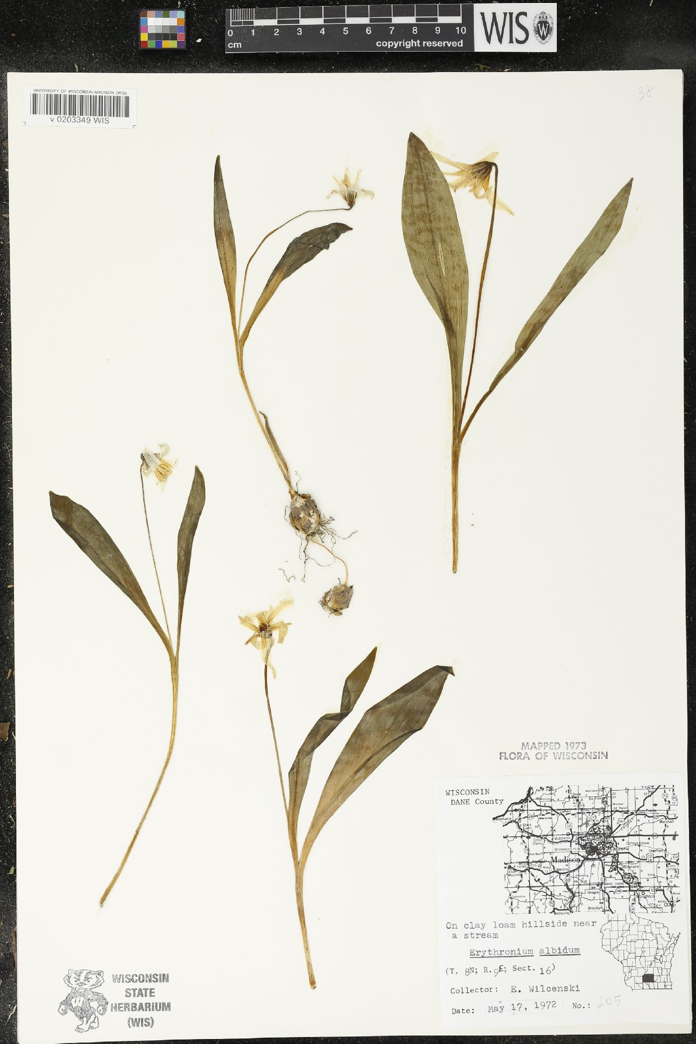 Erythronium albidum image