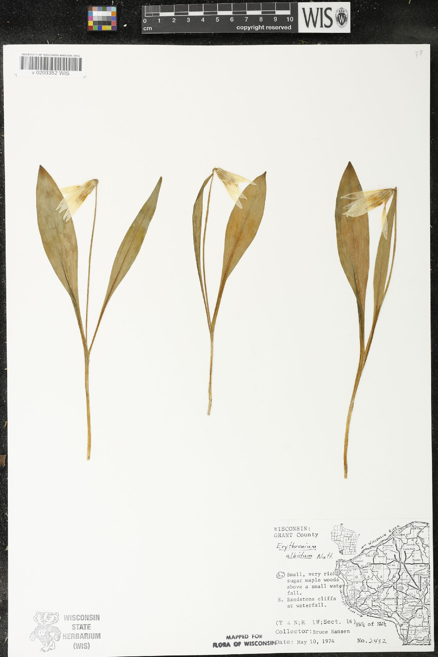 Erythronium albidum image