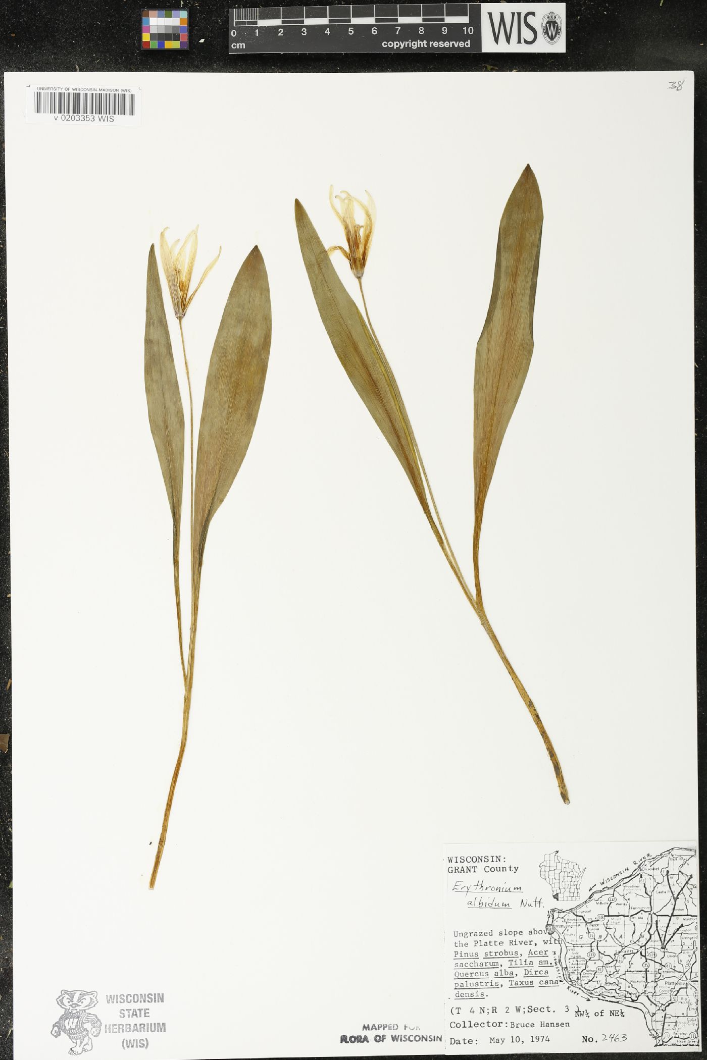Erythronium albidum image