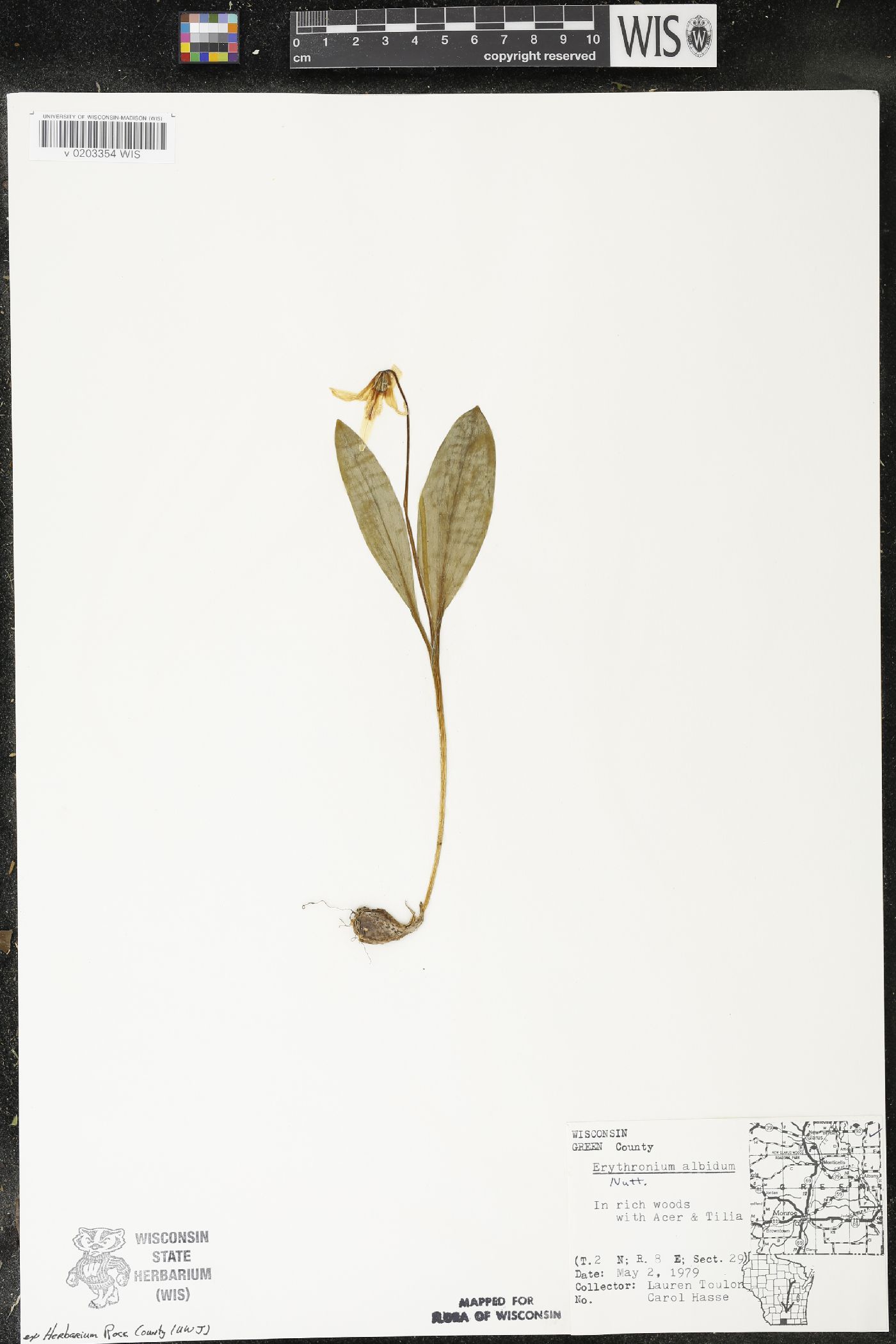 Erythronium albidum image