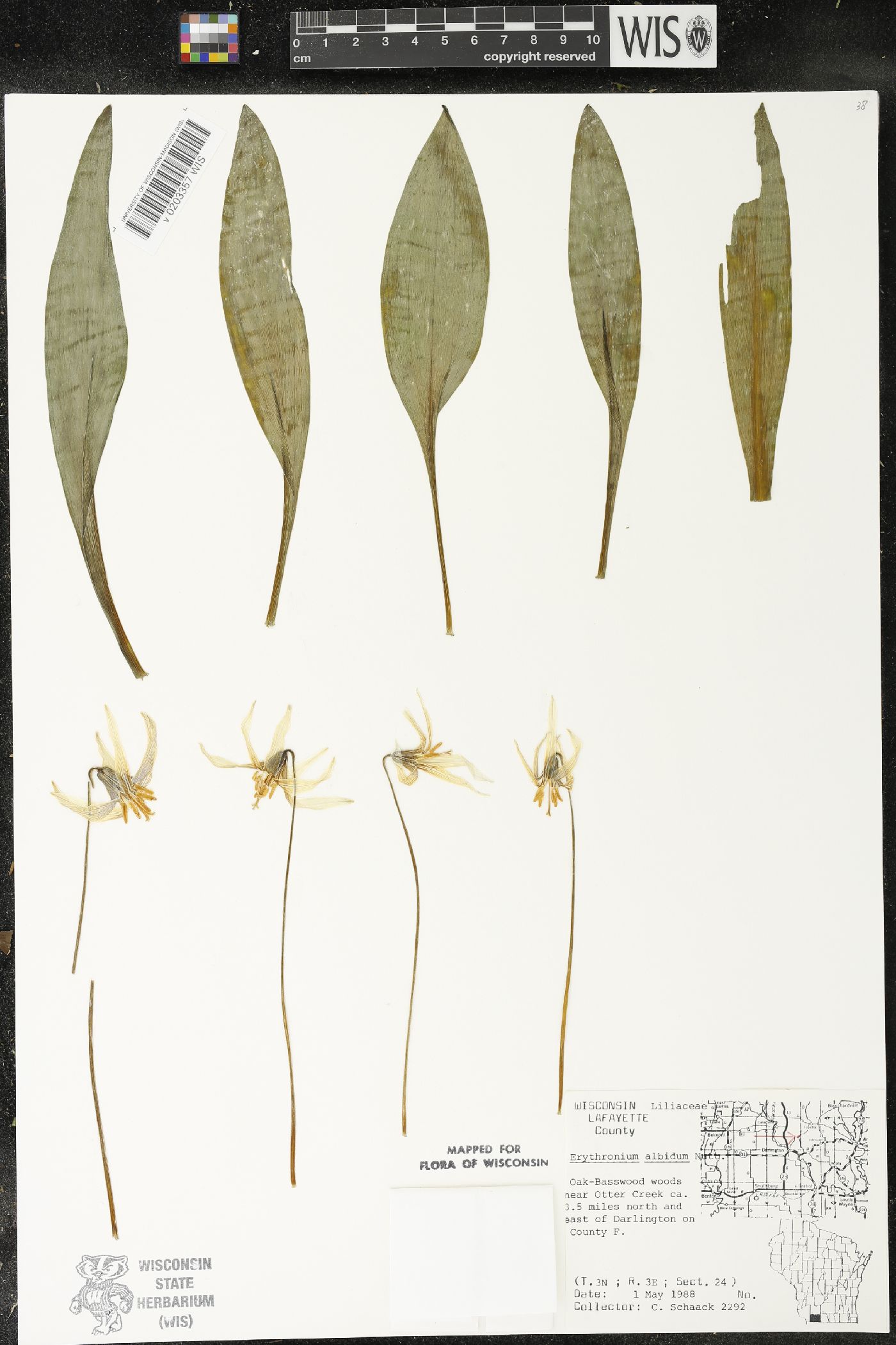 Erythronium albidum image