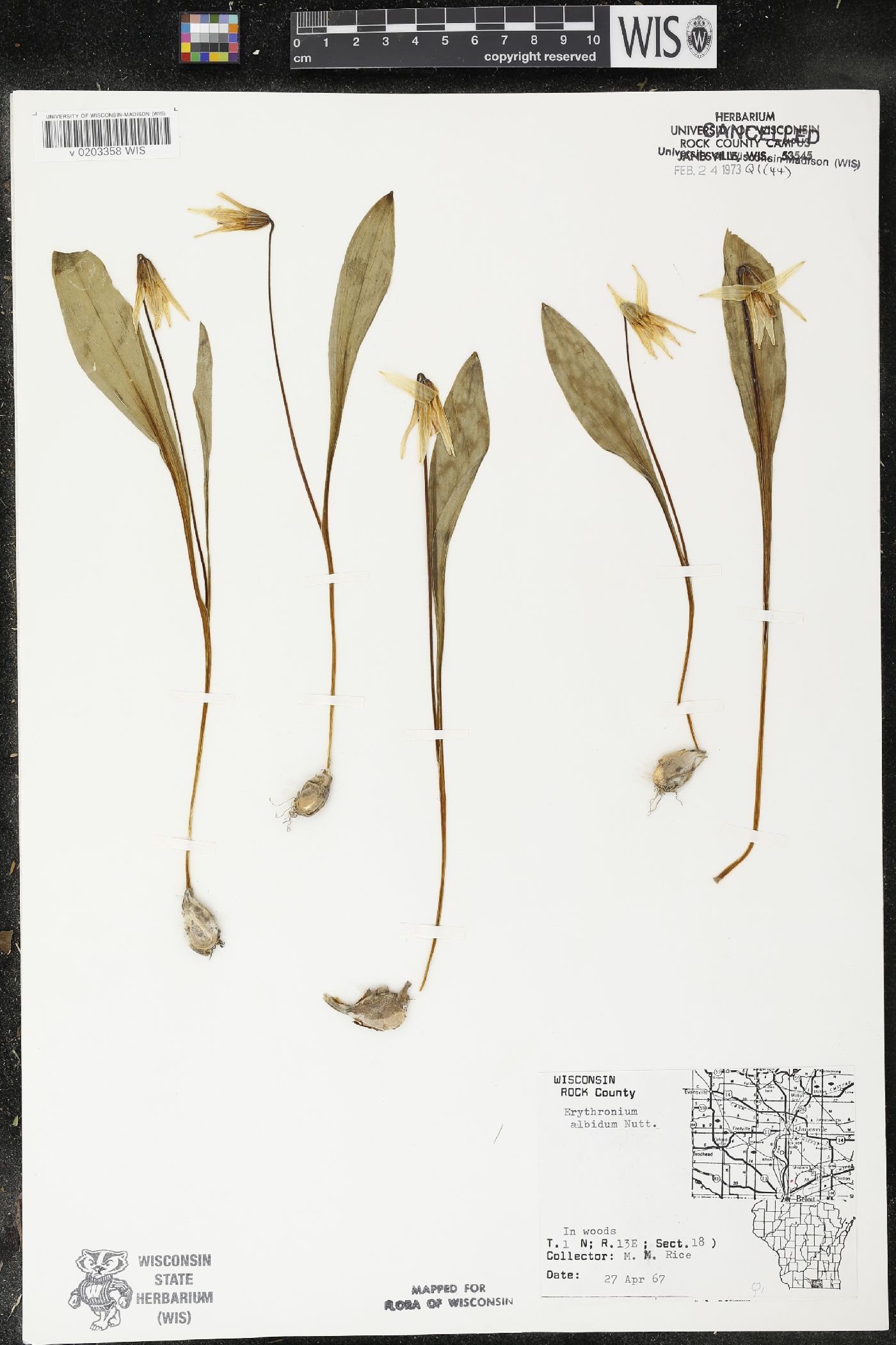 Erythronium albidum image