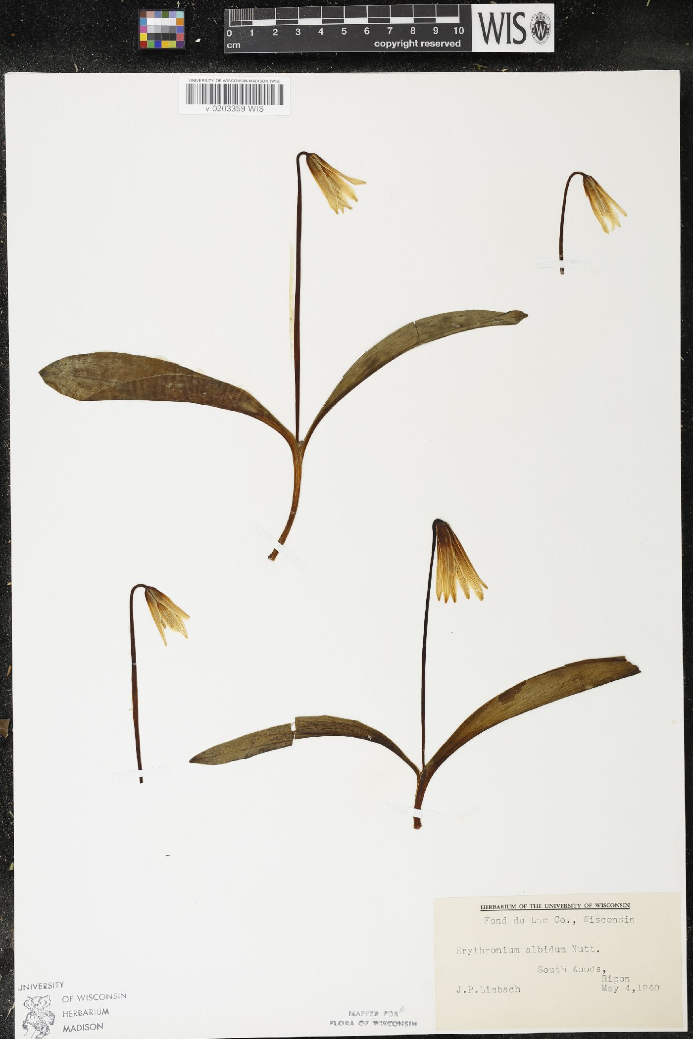 Erythronium albidum image