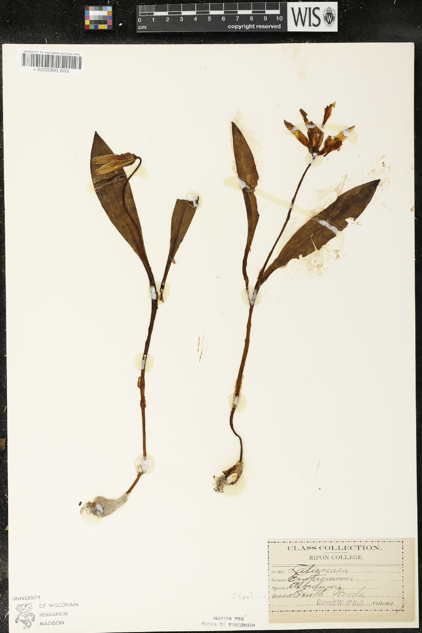 Erythronium albidum image