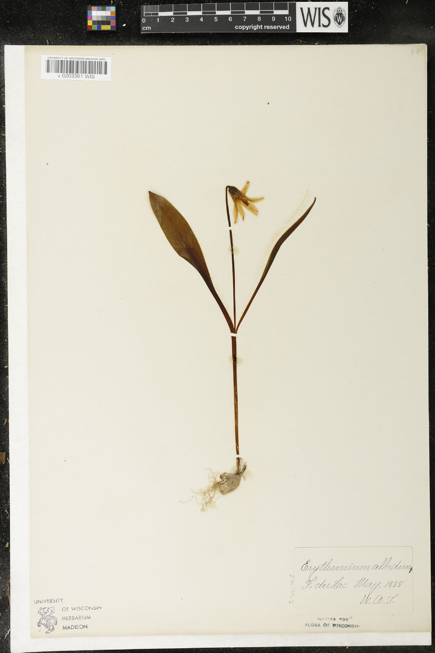 Erythronium albidum image