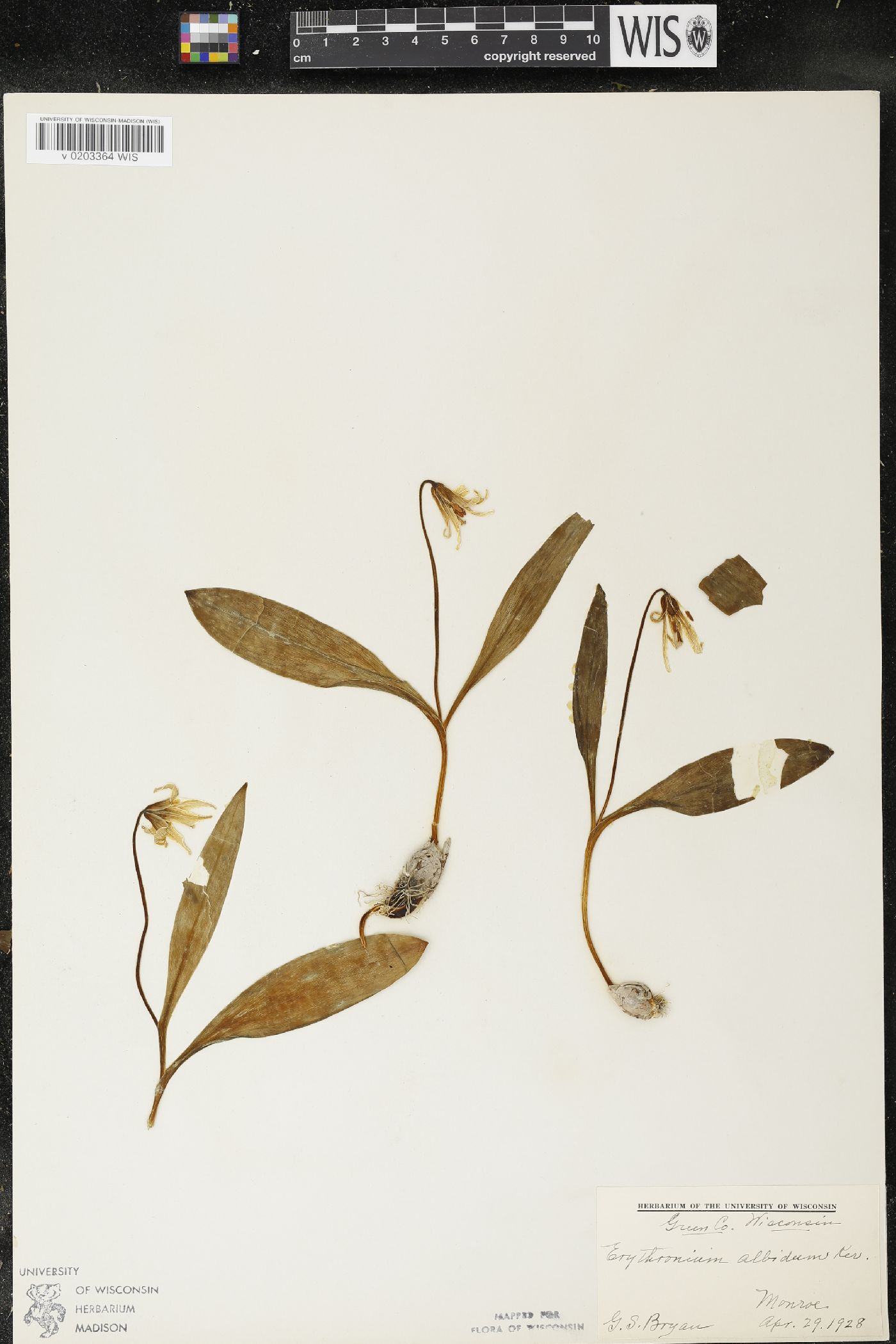 Erythronium albidum image