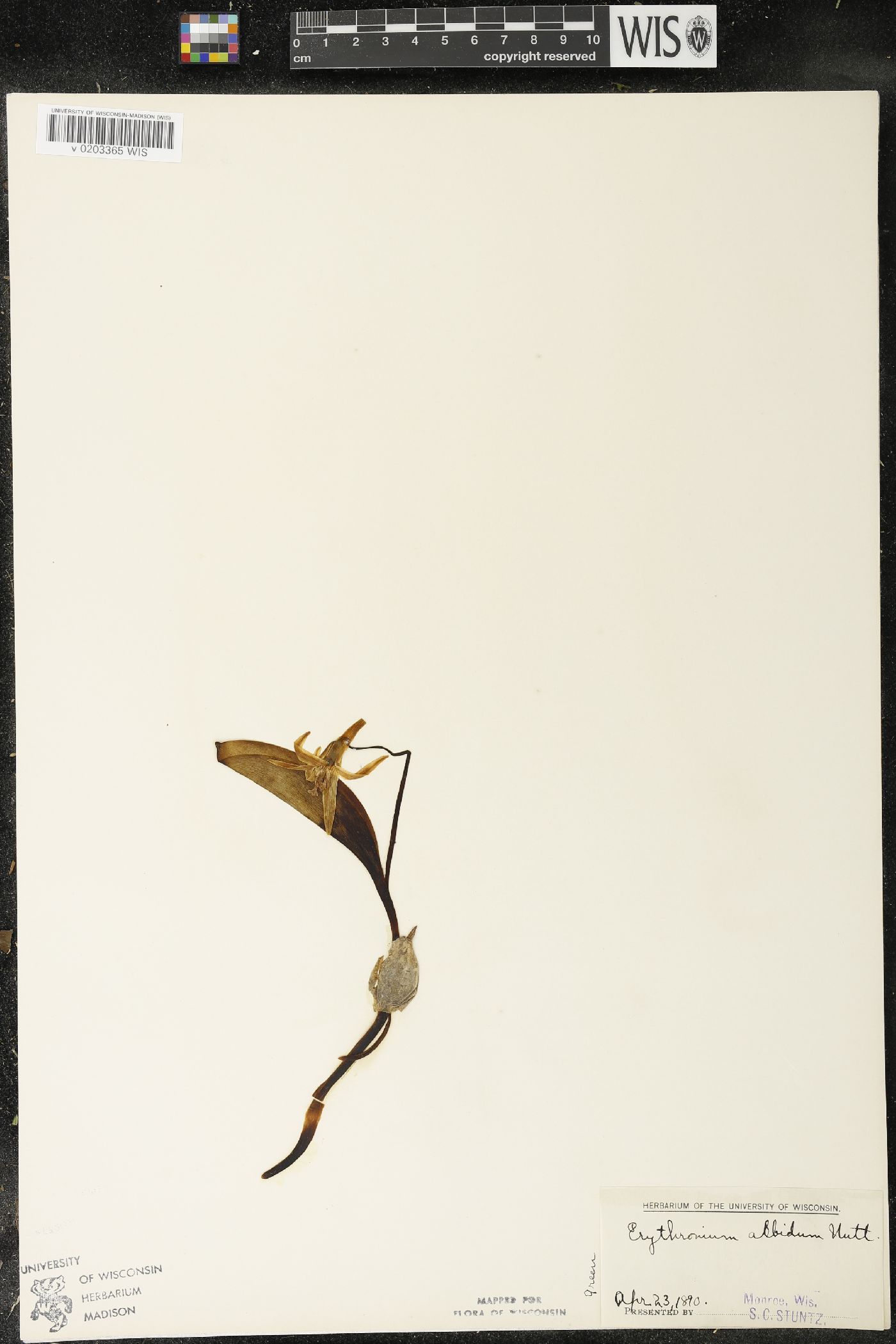 Erythronium albidum image