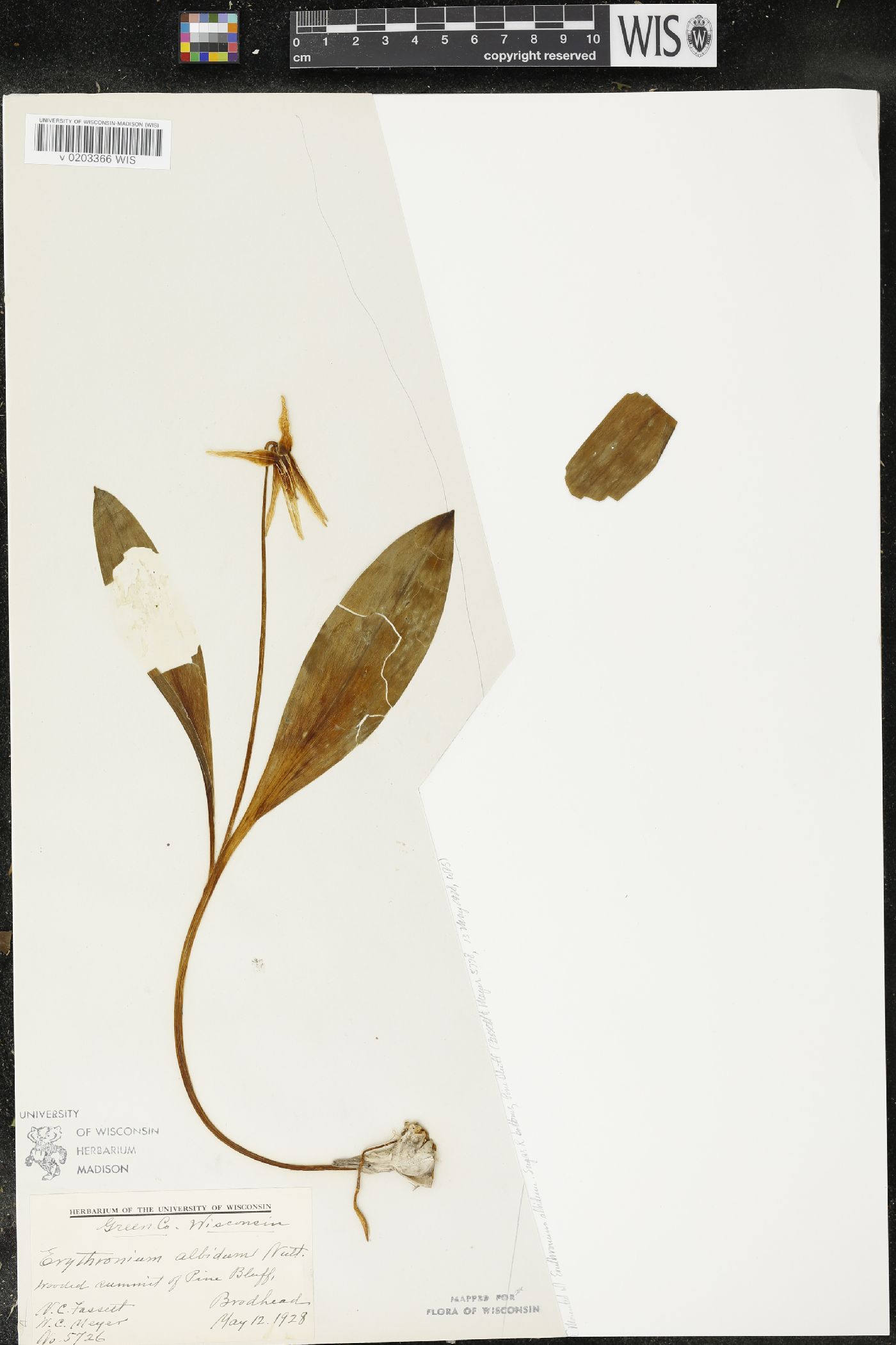Erythronium albidum image
