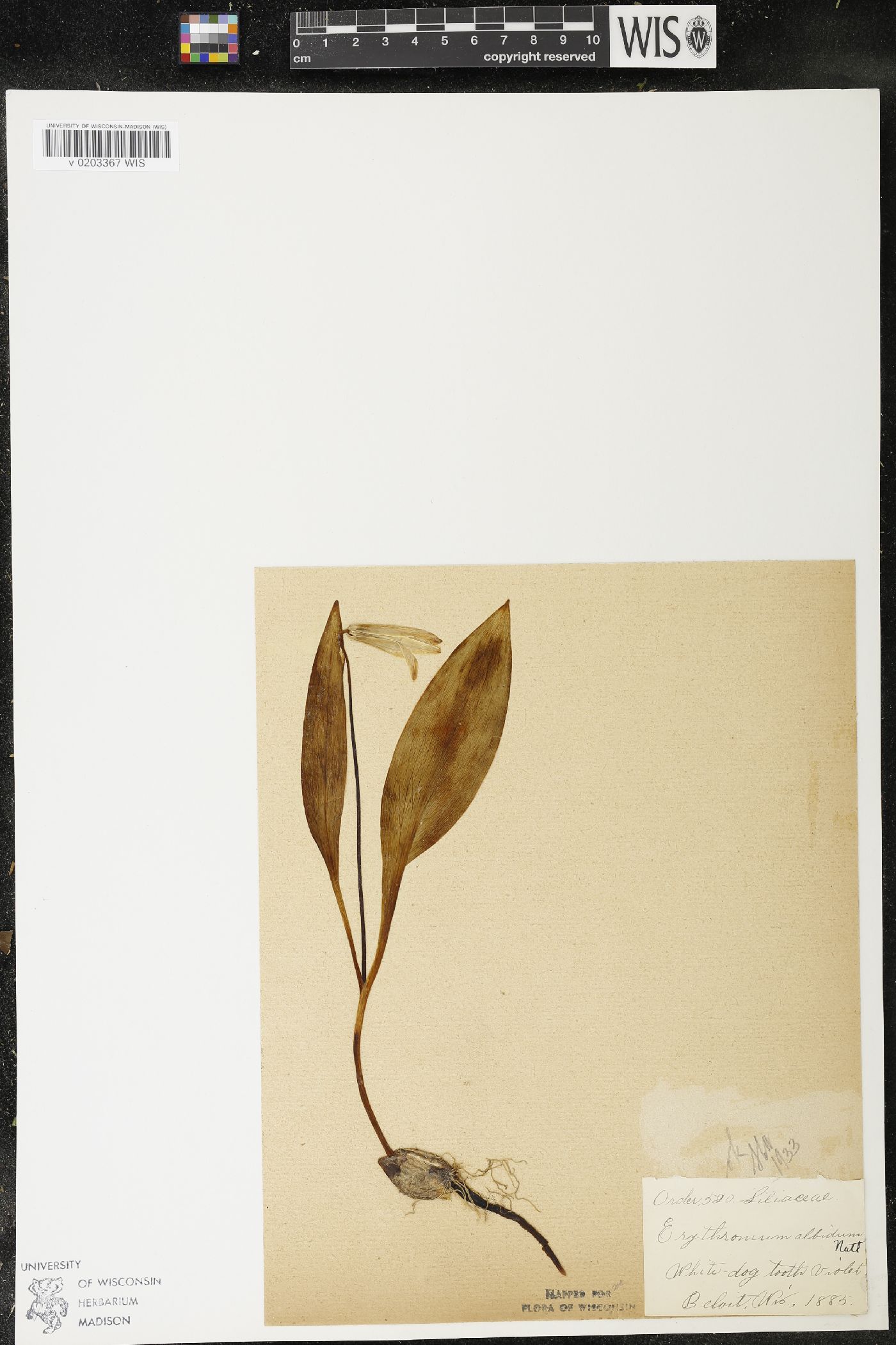 Erythronium albidum image