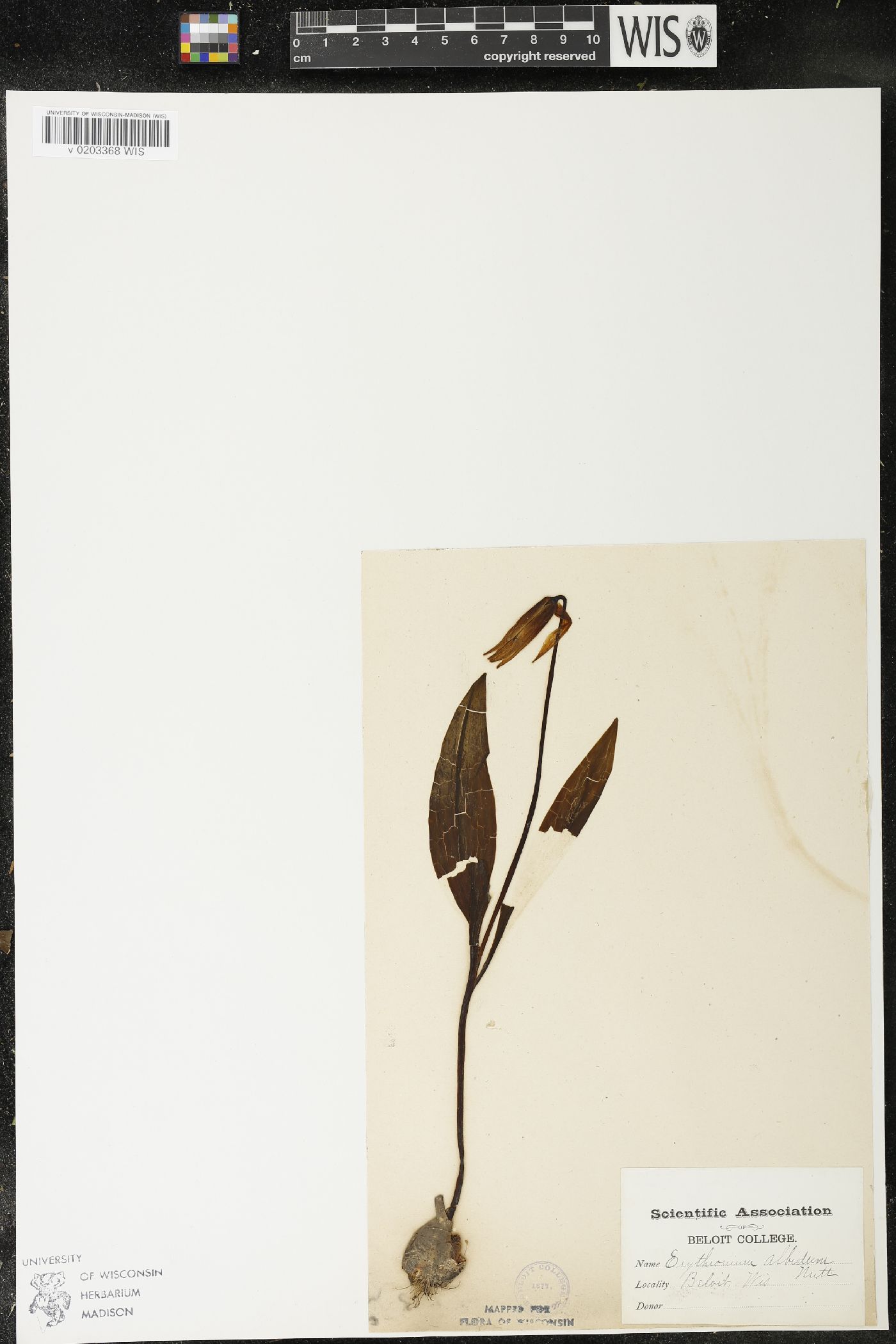 Erythronium albidum image